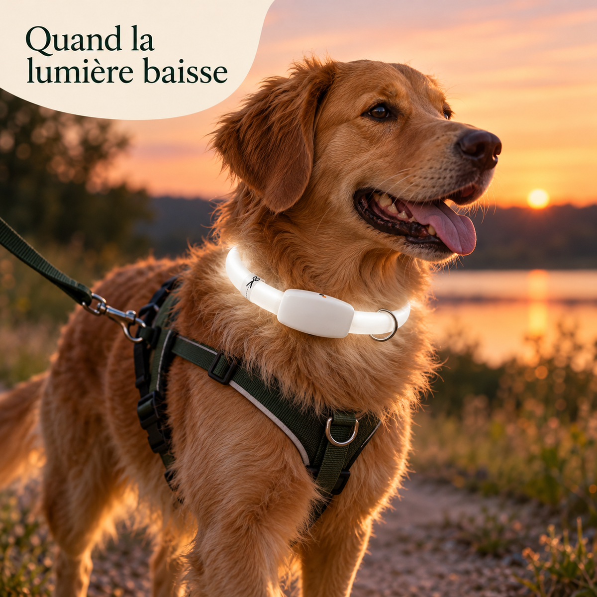 Collier LED rechargeable pour chien