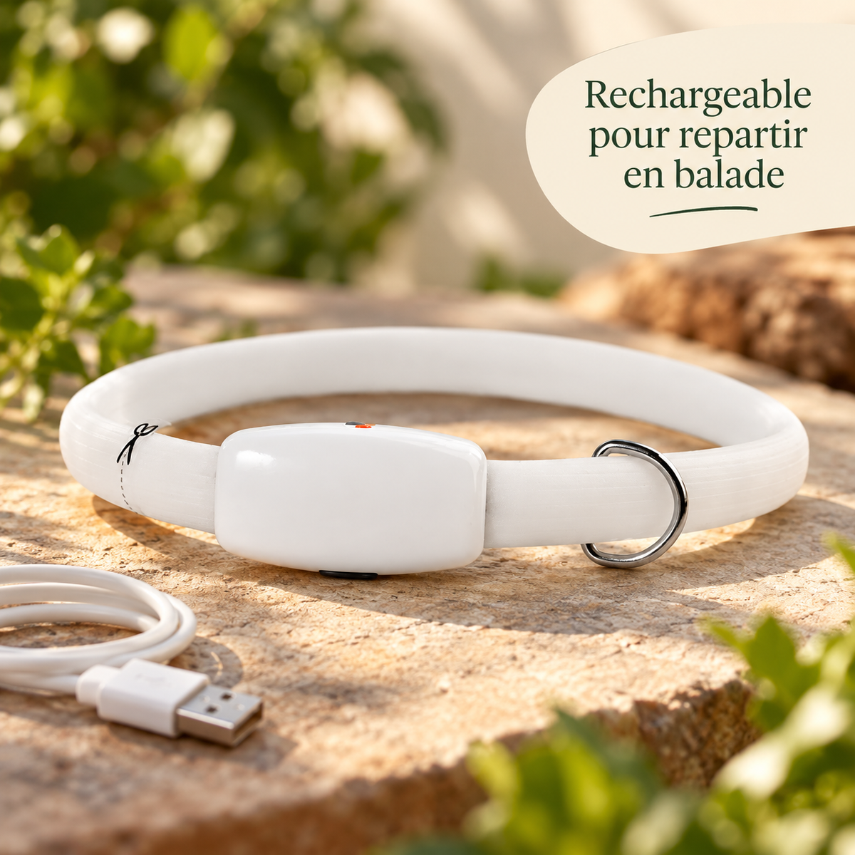 Collier LED rechargeable pour chien