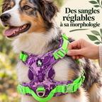 Harnais anti-traction — Sentier