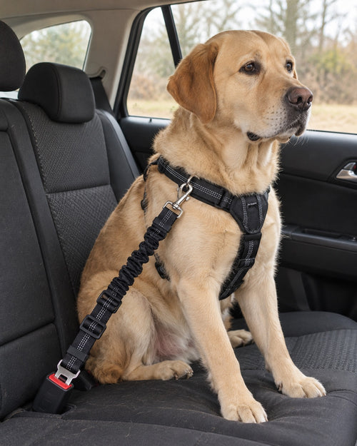 Ceinture de sécurité pour chien (lot de 2), Modele unique — en situation