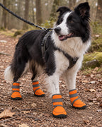 Bottes hautes pour chien, Orange — en situation