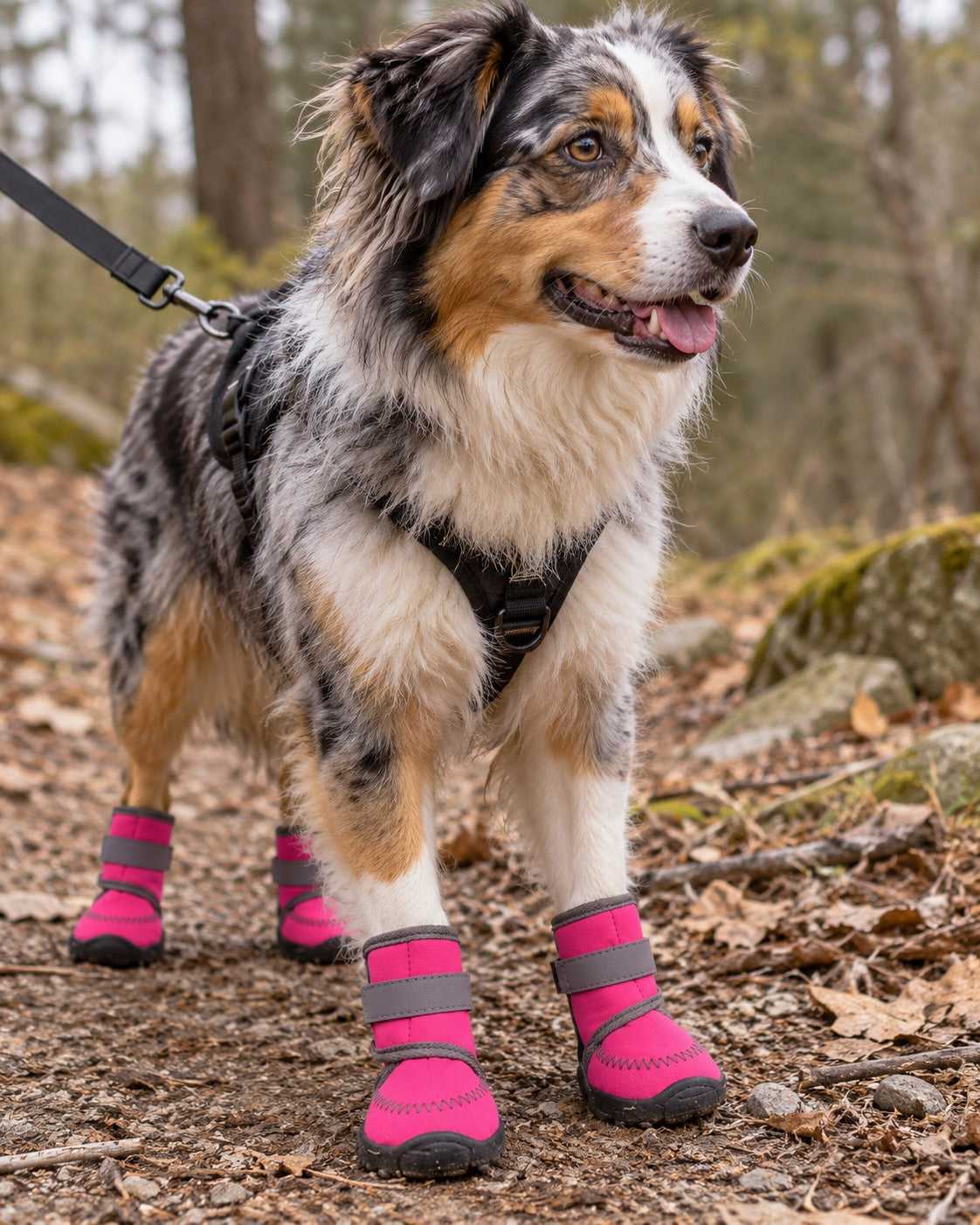 Bottes hautes pour chien, Rose — vue rapprochée