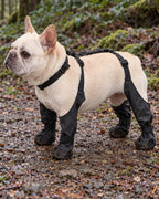 Bottes imperméables pour chien, Noir — en situation