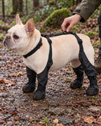Bottes imperméables pour chien, Noir — moment de vie. Taille présentée : S (gabarit indicatif).