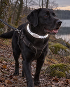 Collier LED rechargeable pour chien, Modele unique — en situation