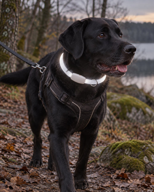 Collier LED rechargeable pour chien, Modele unique — en situation