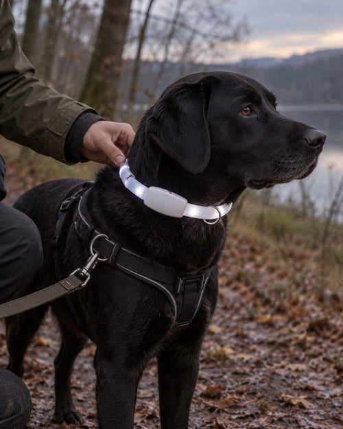 Collier LED rechargeable pour chien, Modele unique — moment de vie
