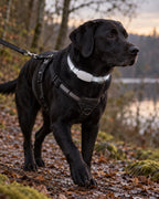 Collier LED rechargeable pour chien, Modele unique — vue d’ensemble