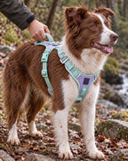Harnais anti-traction — Sentier, Lilas pastel — moment de vie. Taille présentée : M.