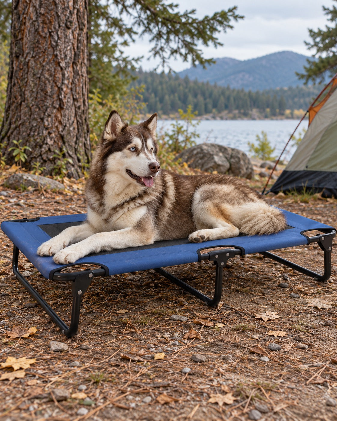 Lit de camp surélevé pour chien, Modele unique — vue d’ensemble