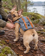 Sac à dos de randonnée pour chien, Bleu — moment de vie. Taille présentée : gabarit source.